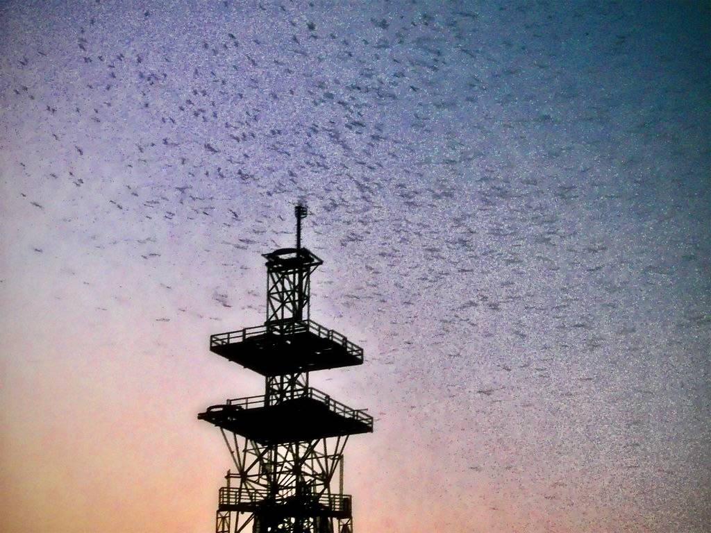 Thousands of Chimney Swifts by moonbird is licensed under CC BY 2.0